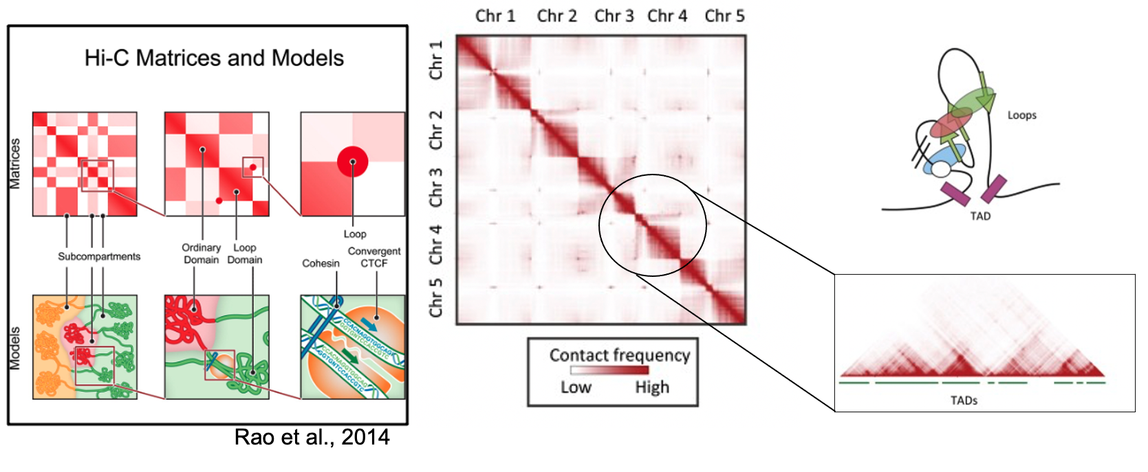 Algorithms for the TADs and Chromatin loops detection – Oluwadare Lab ...